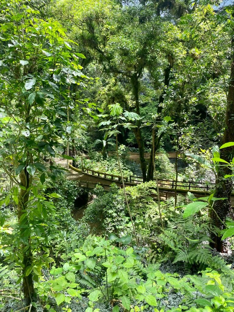 Parque las Cavernas de Camuy